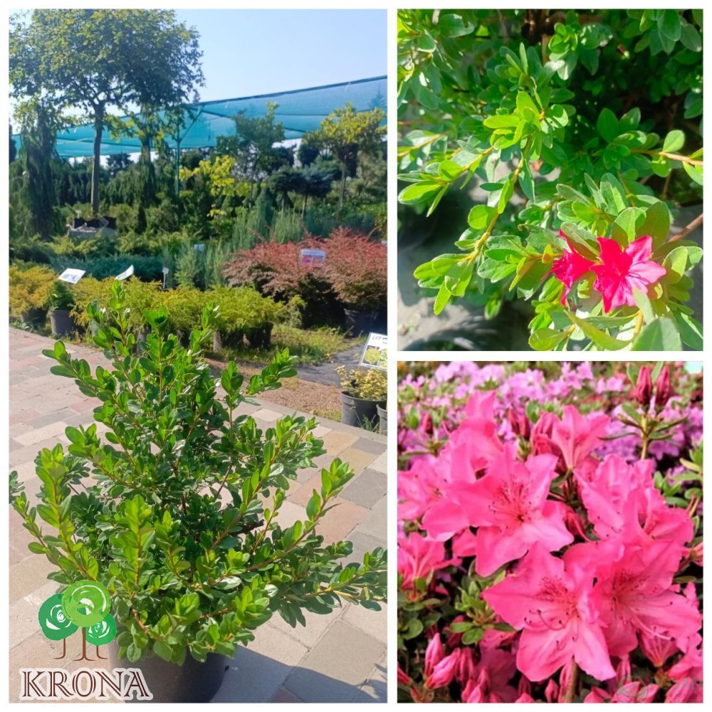 Саджанці купити Азалія японська  "Кермезіна Розеа"/(Azalea japonica) "Kermesina Rosea "/контейнер С5 L