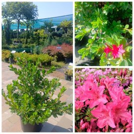 Азалія японська  "Кермезіна Розеа"/(Azalea japonica) "Kermesina Rosea "/контейнер С5 L