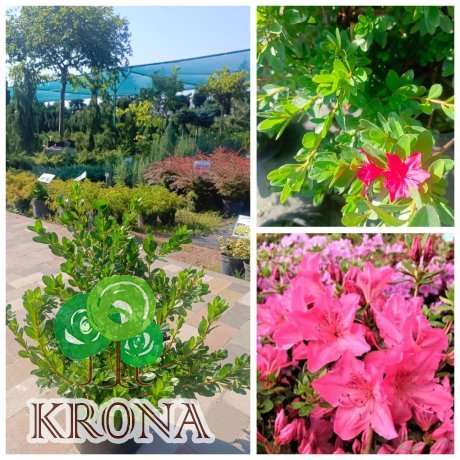 Саджанці купити Азалія японська  "Кермезіна Розеа"/(Azalea japonica) "Kermesina Rosea "/контейнер С5 L
