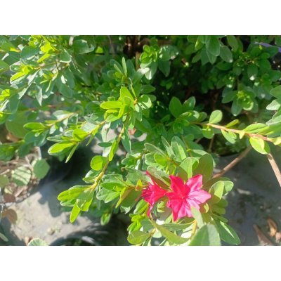Саджанці купити Азалія японська  "Кермезіна Розеа"/(Azalea japonica) "Kermesina Rosea "/контейнер С5 L