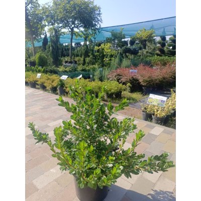 Саджанці купити Азалія японська  "Кермезіна Розеа"/(Azalea japonica) "Kermesina Rosea "/контейнер С5 L