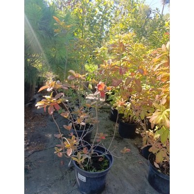 Саджанці купити Рододендрон листопадний/ азалія великоквіткова (Rhododendron hybrid) "Oxydol" /Н 30-50 см / контейнер С5 L