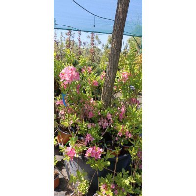 Саджанці купити Азалія великоквіткова (Rhododendron hybrid) "Rosinetta"/контейнер С10  L