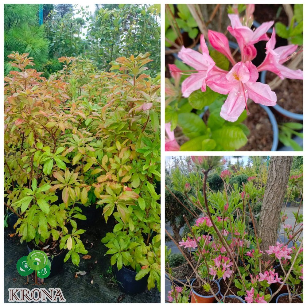 Саджанці купити Азалія великоквіткова (Rhododendron hybrid) "Rosinetta"/контейнер С10  L