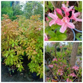 Азалія великоквіткова (Rhododendron hybrid) "Rosinetta"/контейнер С10 L Азалія великоквіткова (Rhododendron hybrid) "Rosinetta"/контейнер С10 L