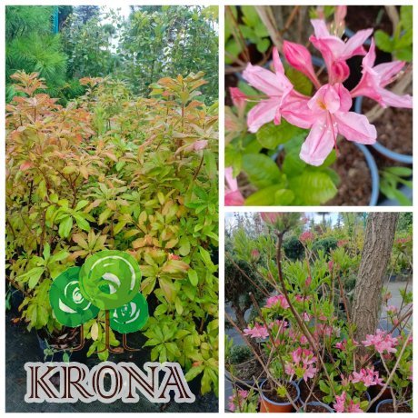 Саджанці купити Азалія великоквіткова (Rhododendron hybrid) "Rosinetta"/контейнер С10  L