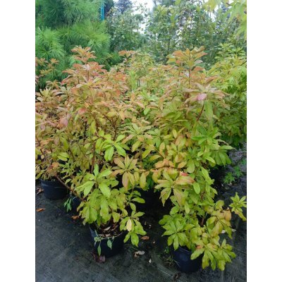 Саджанці купити Азалія великоквіткова (Rhododendron hybrid) "Rosinetta"/контейнер С10  L