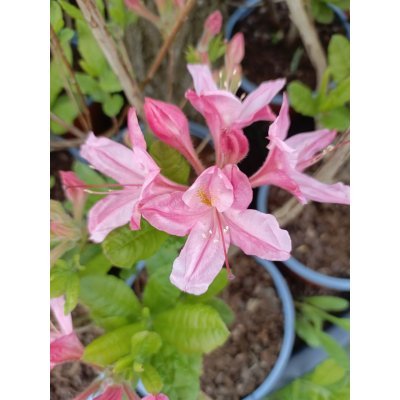 Саджанці купити Азалія великоквіткова (Rhododendron hybrid) "Rosinetta"/контейнер С10  L