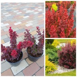 Барбарис Тунберга "Неон" (Berberis thunbergii) "Neon"/контейнер С3 L