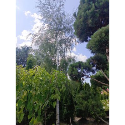 Саджанці купити Береза повисла (Betula pendula) "Gracilis"/HO 35 см/Н 600+ см/ ком