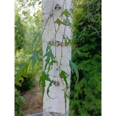 Саджанці купити Береза повисла (Betula pendula) "Gracilis"/HO 35 см/Н 600+ см/ ком