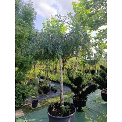 Саджанці купити Береза повисла "Юнгі"/ (Betula pendula) "Youngii" /Stam190 см / НО 23см / контейнер 160 L
