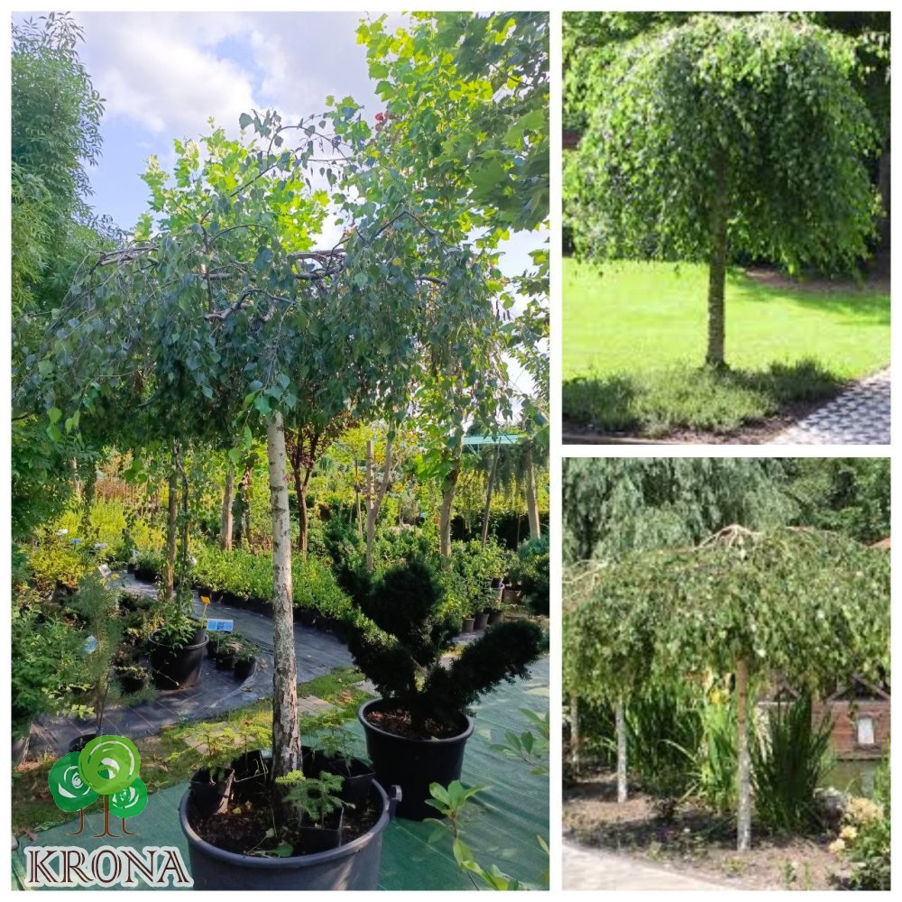 Саджанці купити Береза повисла "Юнгі"/ (Betula pendula) "Youngii" /Stam190 см / НО 23см / контейнер 160 L