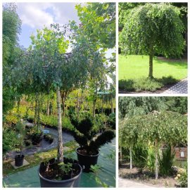 Береза повисла "Юнгі"/ (Betula pendula) "Youngii" /Stam190 см / НО 23см / контейнер 160 L