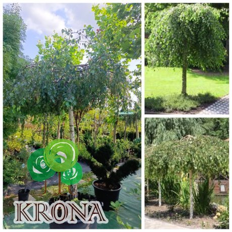Саджанці купити Береза повисла "Юнгі"/ (Betula pendula) "Youngii" /Stam190 см / НО 23см / контейнер 160 L