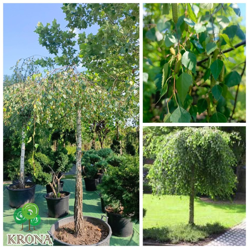 Саджанці купити Береза повисла "Юнгі"/(Betula pendula) "Youngii" /Stam 165 см/НО 23-25 см/ контейнер 135 L 