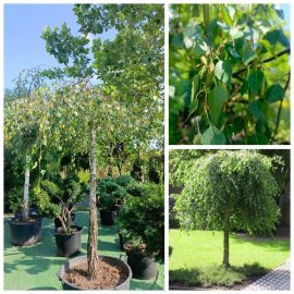Береза повисла "Юнгі"/(Betula pendula) "Youngii" /Stam 165 см/НО 23-25 см/ контейнер 135 L Береза повисла "Юнгі"/(Betula pendula) "Youngii" /Stam 165 см/НО 23-25 см/ контейнер 135 L