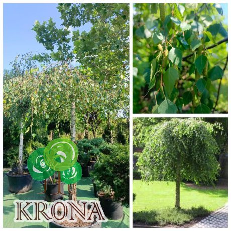 Саджанці купити Береза повисла "Юнгі"/(Betula pendula) "Youngii" /Stam 165 см/НО 23-25 см/ контейнер 135 L 