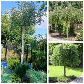 Береза повисла "Юнгі"/ (Betula pendula) "Youngii"/Stam 235 см/ НО 30-32 см/контейнер 135 L