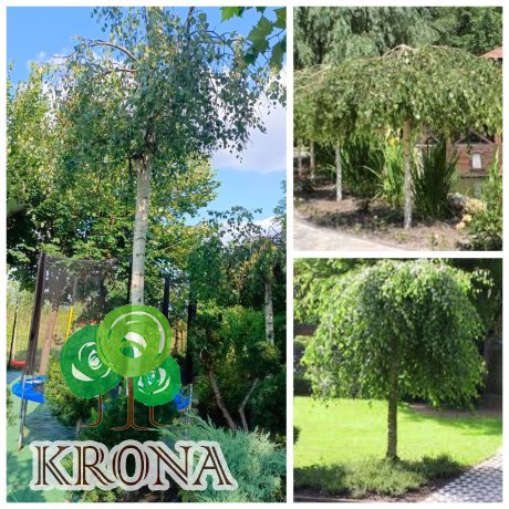 Саджанці купити Береза повисла "Юнгі"/ (Betula pendula) "Youngii"/Stam 235 см/ НО 30-32 см/контейнер 135 L