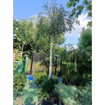 Саджанці купити Береза повисла "Юнгі"/ (Betula pendula) "Youngii"/Stam 235 см/ НО 30-32 см/контейнер 135 L