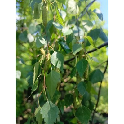 Саджанці купити Береза повисла "Юнгі"/(Betula pendula) "Youngii" /Stam 165 см/НО 23-25 см/ контейнер 135 L 
