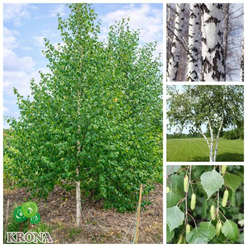 Саджанці купити Береза повисла/звичайна (Betula pendula) /НО 25-30 см/Н 400-500 см/ ком