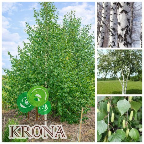 Саджанці купити Береза повисла/звичайна (Betula pendula) /НО 25-30 см/Н 400-500 см/ ком