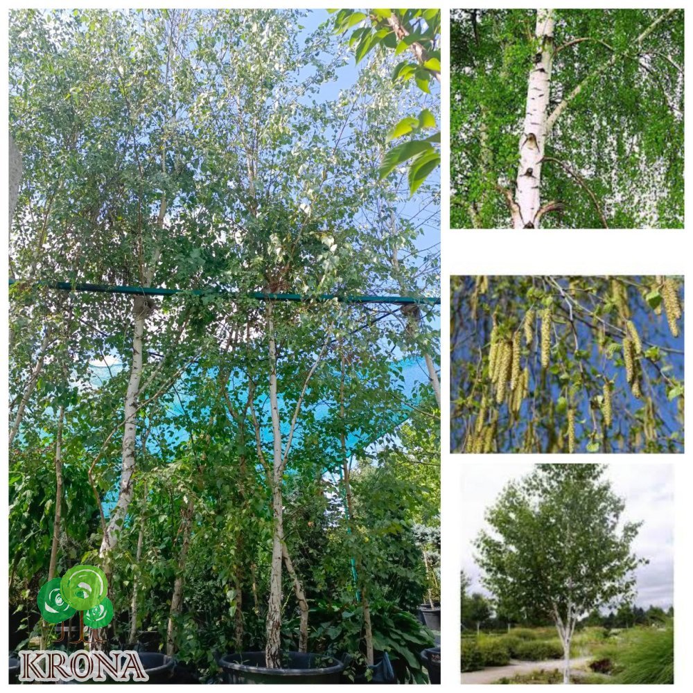 Саджанці купити Береза повисла/звичайна (Betula pendula) /НО 18-21 см/Н 600 + см/ контейнер 130 L