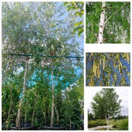 Береза повисла/звичайна (Betula pendula) /НО 18-21 см/Н 600 + см/ контейнер 130 L