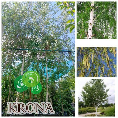 Саджанці купити Береза повисла/звичайна (Betula pendula) /НО 18-21 см/Н 600 + см/ контейнер 130 L