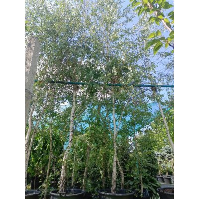 Саджанці купити Береза повисла/звичайна (Betula pendula) /НО 18-21 см/Н 600 + см/ контейнер 130 L