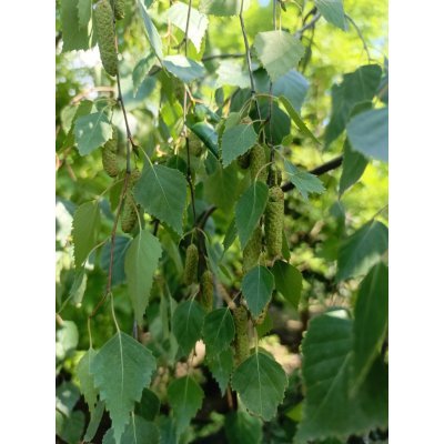 Саджанці купити Береза повисла (Betula pendula) "Tristis"/Н 200 см/ контейнер С35 L