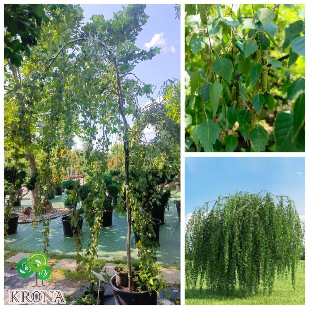 Саджанці купити Береза повисла (Betula pendula) "Tristis"/Н 200 см/ контейнер С35 L