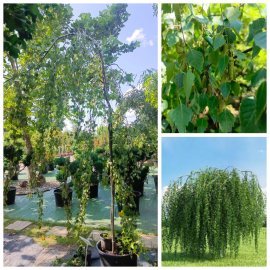 Береза повисла (Betula pendula) "Tristis"/Н 200 см/ контейнер С35 L