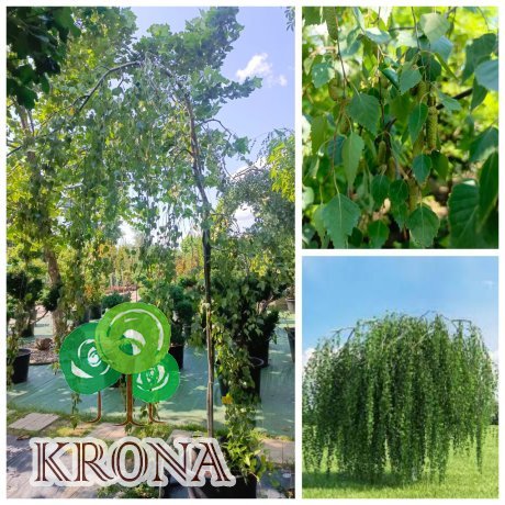 Саджанці купити Береза повисла (Betula pendula) "Tristis"/Н 200 см/ контейнер С35 L