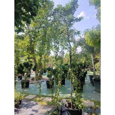 Саджанці купити Береза повисла (Betula pendula) "Tristis"/Н 200 см/ контейнер С35 L