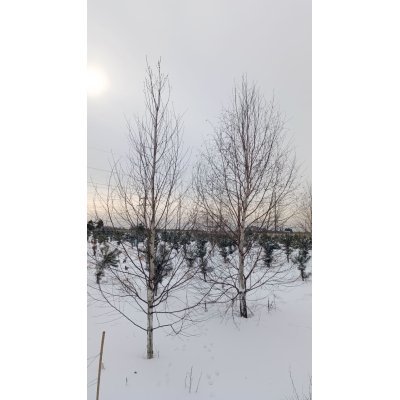 Саджанці купити Береза повисла/звичайна (Betula pendula) /НО 25-30 см/Н 400-500 см/ ком