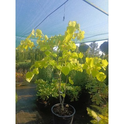 Саджанці купити Церцис /Багряник канадський "Харт оф Голд" (Cercis canadensis) "Hearts of Gold" / Н 160-200 см / контейнер С 35 L