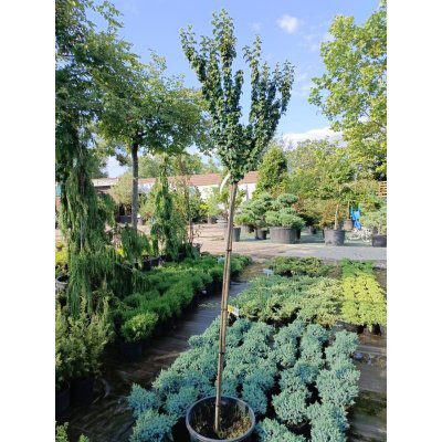 Саджанці купити Дерен криваво-червоний "Компресса" на штамбі/ (Cornus sanguinea) "Compressa"/ Stam H 140 см/контейнер С25 L