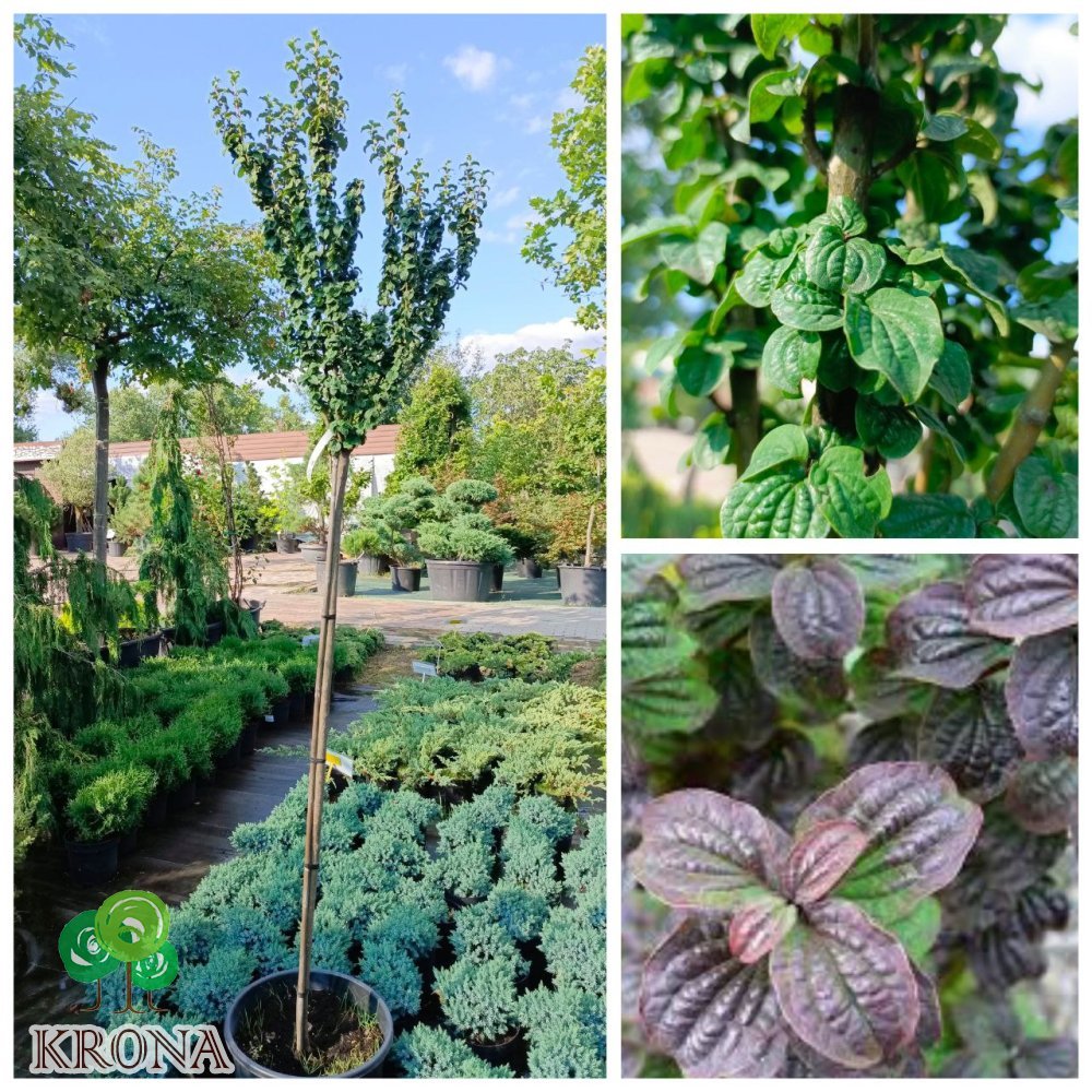 Саджанці купити Дерен криваво-червоний "Компресса" на штамбі/ (Cornus sanguinea) "Compressa"/ Stam H 140 см/контейнер С25 L