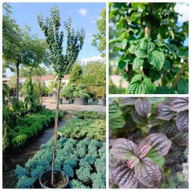 Дерен криваво-червоний "Компресса" на штамбі/ (Cornus sanguinea) "Compressa"/ Stam H 140 см/контейнер С25 L Дерен криваво-червоний "Компресса" на штамбі/ (Cornus sanguinea) "Compressa"/ Stam H 140 см/контейнер С25 L