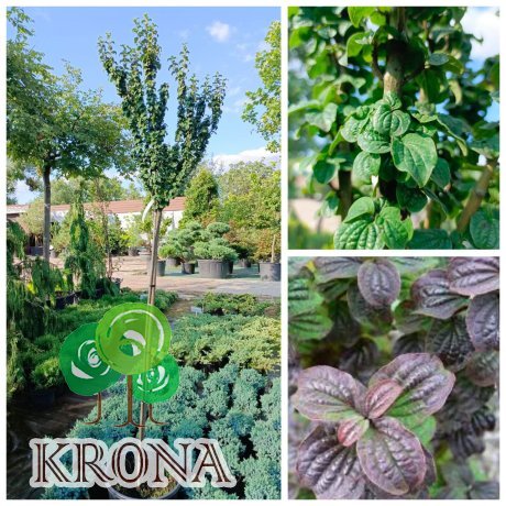 Саджанці купити Дерен криваво-червоний "Компресса" на штамбі/ (Cornus sanguinea) "Compressa"/ Stam H 140 см/контейнер С25 L