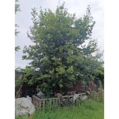 Саджанці купити Дуб черешчатий  (Quercus robur) /Н 800 см/НО 50-60 см/ком