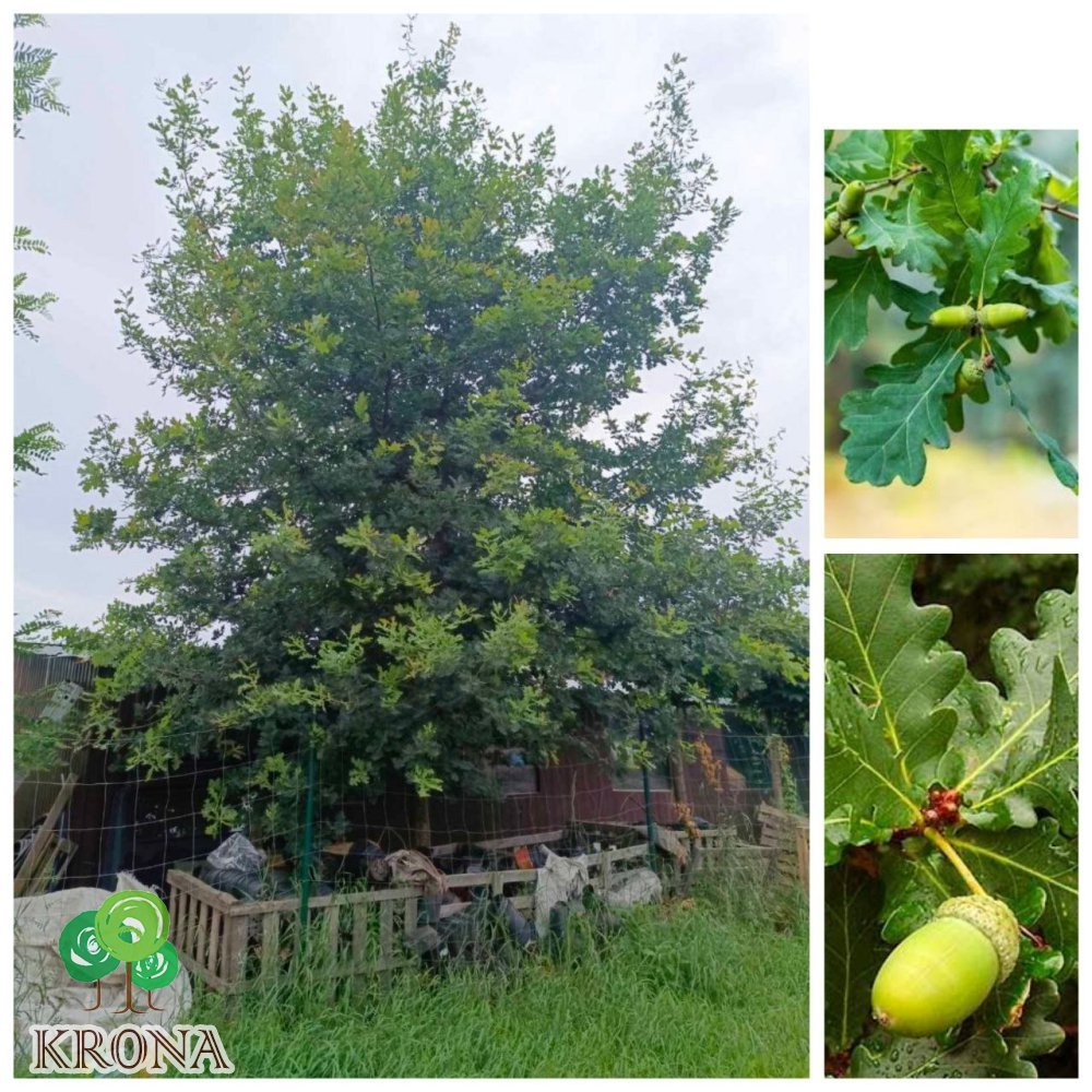 Саджанці купити Дуб черешчатий  (Quercus robur) /Н 800 см/НО 50-60 см/ком