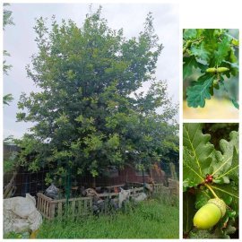 Дуб черешчатий (Quercus robur) /Н 800 см/НО 50-60 см/ком Дуб черешчатий (Quercus robur) /Н 800 см/НО 50-60 см/ком