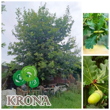 Саджанці купити Дуб черешчатий  (Quercus robur) /Н 800 см/НО 50-60 см/ком