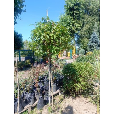 Саджанці купити Форзиція європейська на штамбі (Forsythia europaea) / Stam 100 см/ком