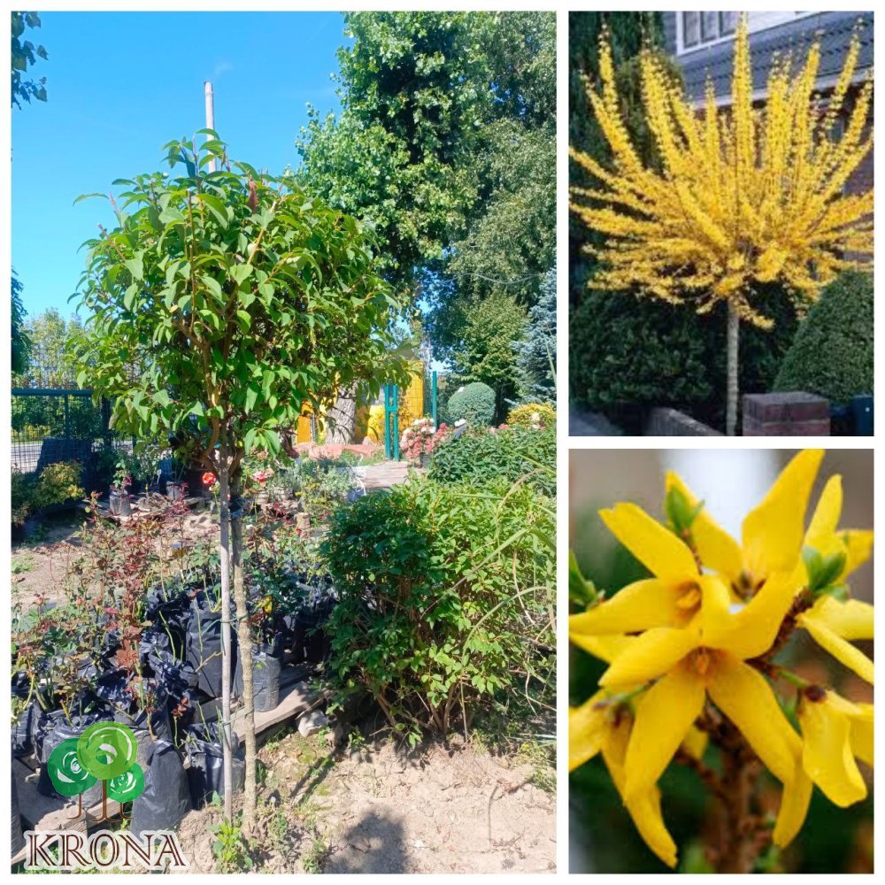 Саджанці купити Форзиція європейська на штамбі (Forsythia europaea) / Stam 100 см/ком