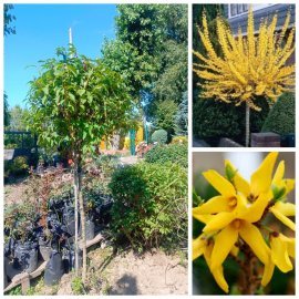 Форзиція європейська на штамбі (Forsythia europaea) / Stam 100 см/ком